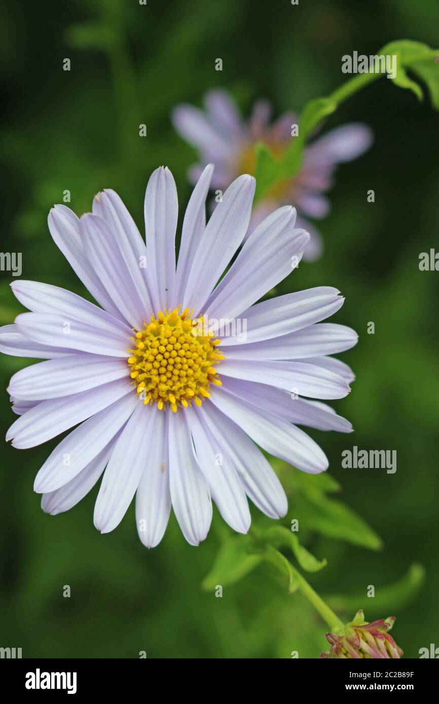 Single Korean aster (Kalimeris incisa var Blue Star) pale blue flower with a further blurred flower and leaves in the background. Stock Photo