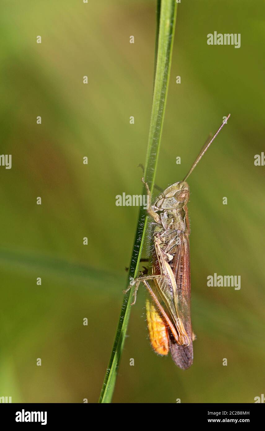 Grasshopper shoes hotsell makro