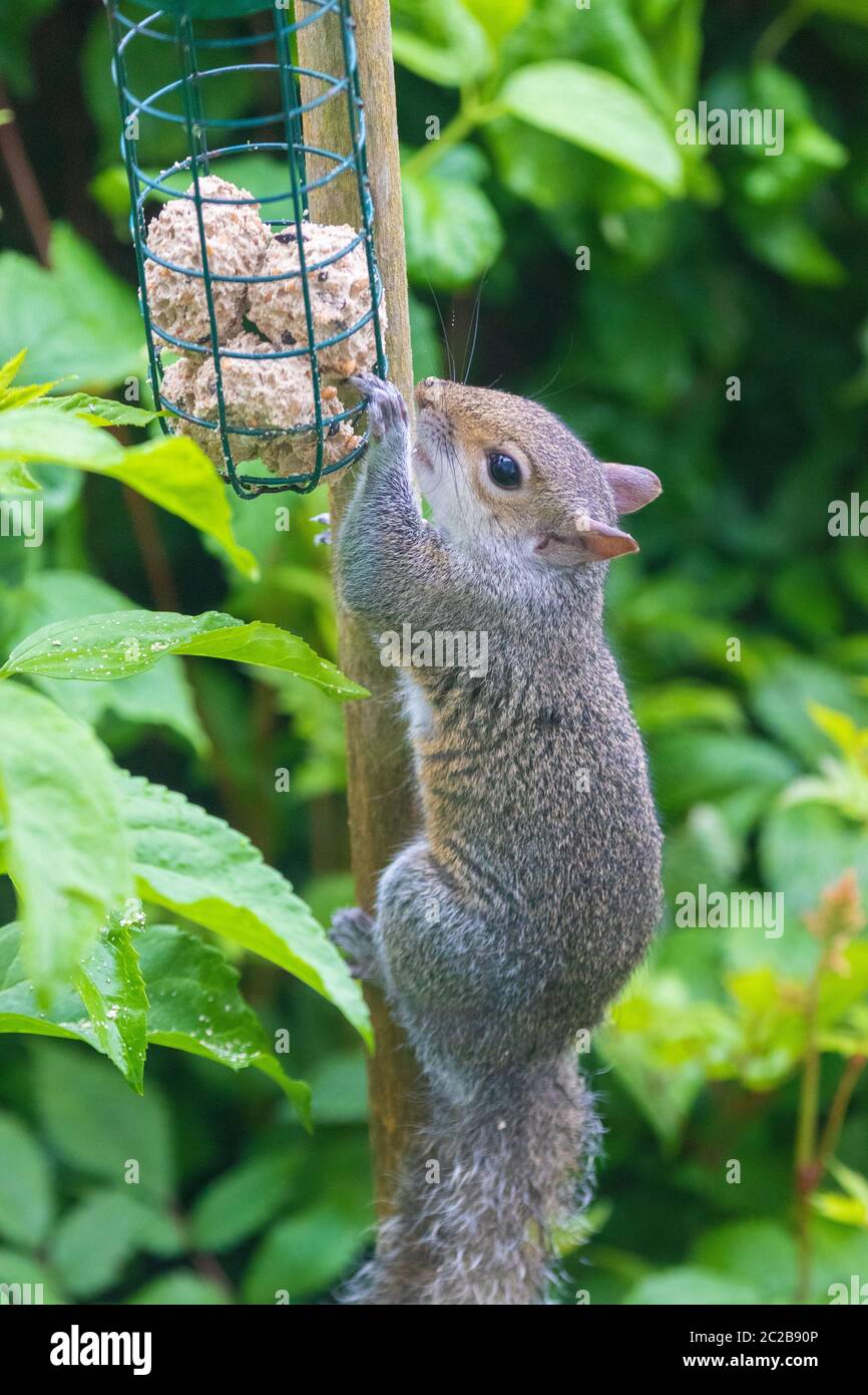 Squirrel eating from bird feeder Stock Photo Alamy