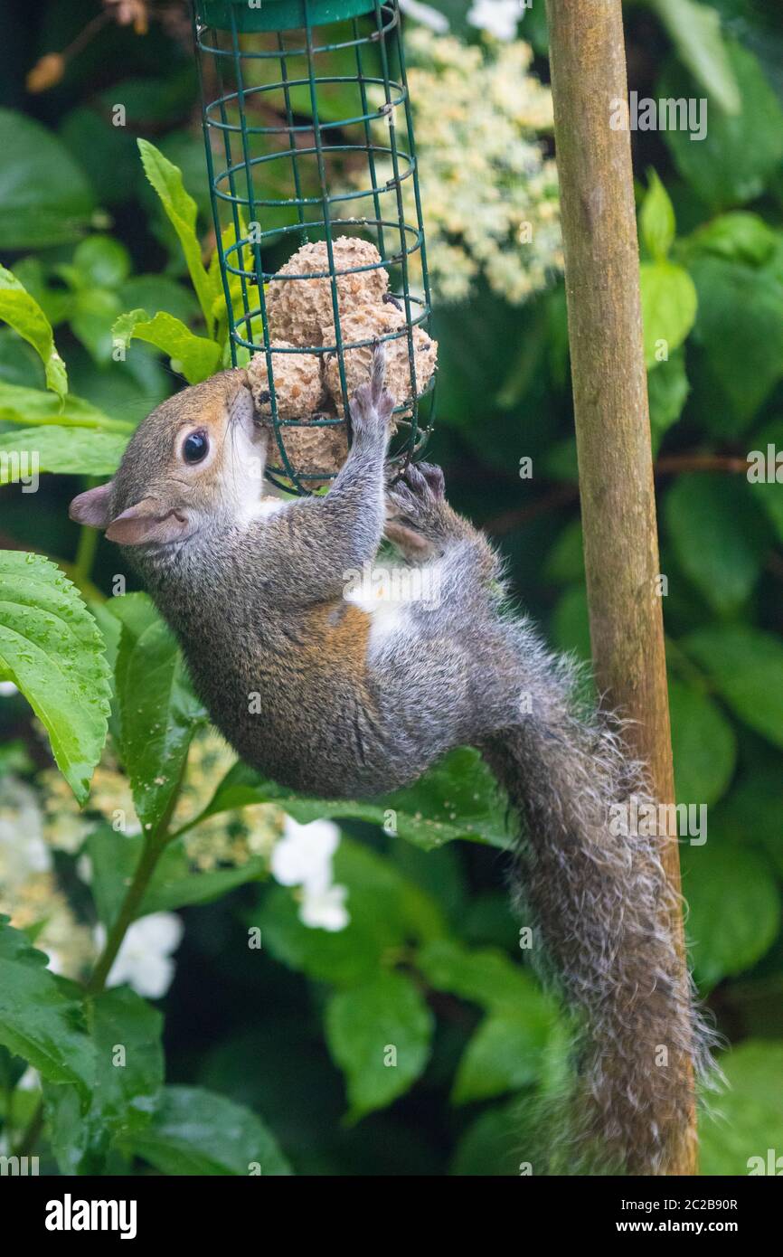 Squirrel eating from bird feeder Stock Photo