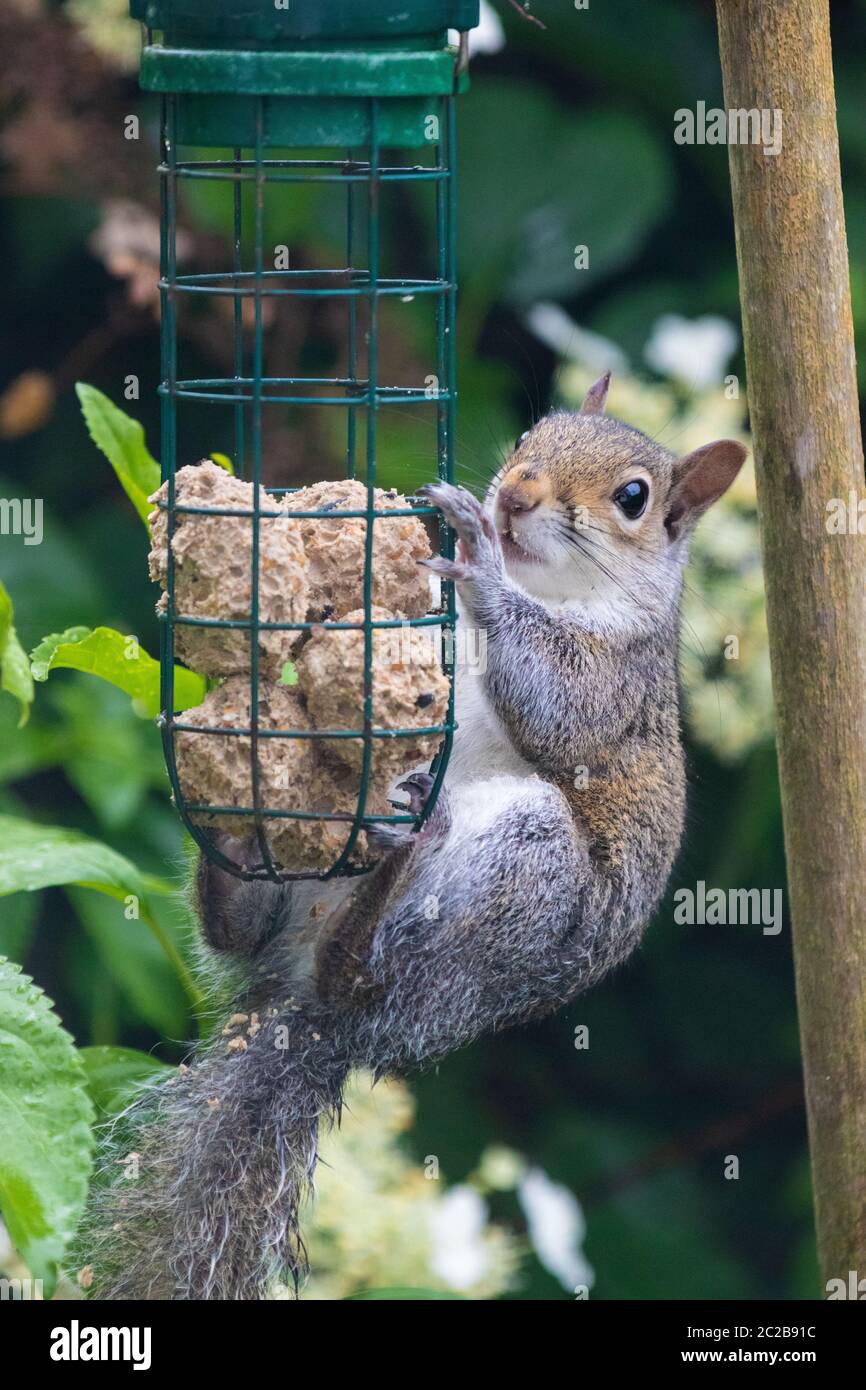 Squirrel eating from bird feeder Stock Photo Alamy
