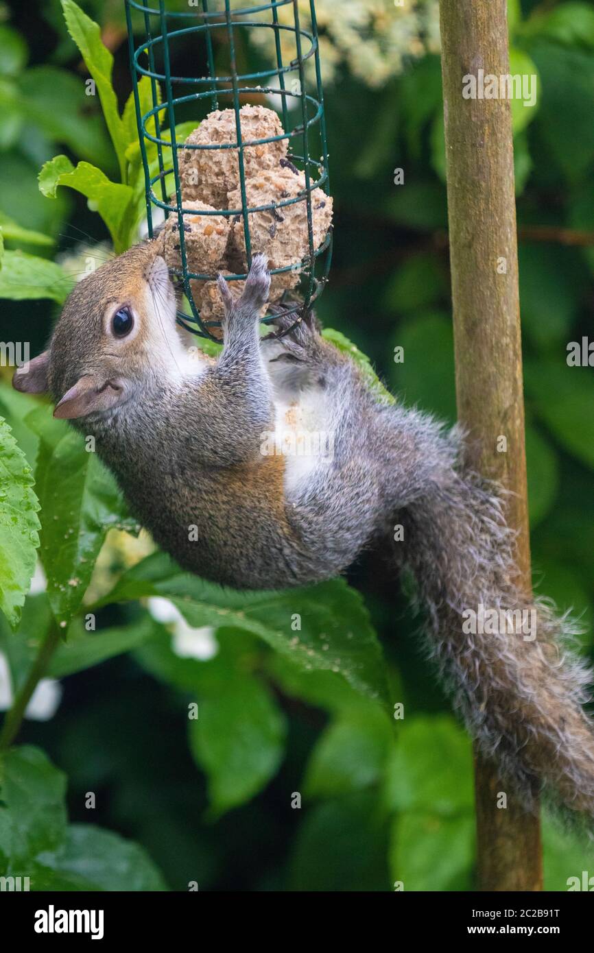 Squirrel eating from bird feeder Stock Photo Alamy