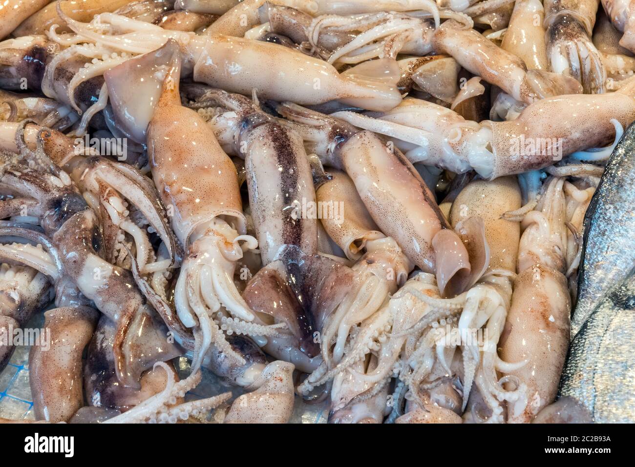 Squid for sale at a market in Palermo, Sicily Stock Photo