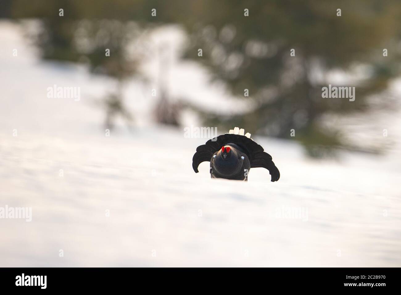 Game bird, black grouse, displaying as a part of mating ritual in wilderness with copy space. Male blackgame, tetrao tetrix, lekking on snow in spring Stock Photo
