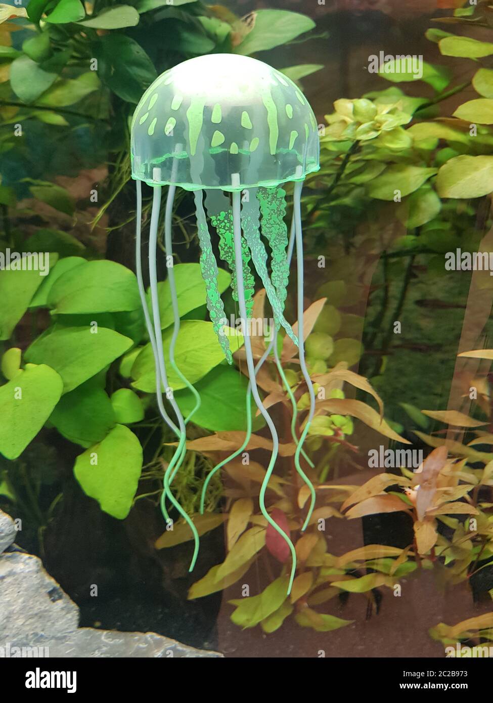 Green sea moon jellyfish in the aquarium Stock Photo