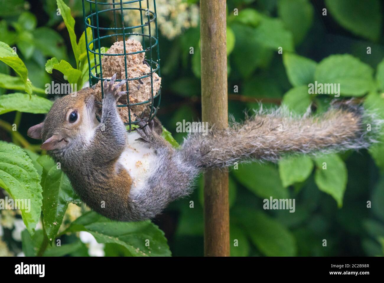 Squirrel eating from bird feeder Stock Photo Alamy