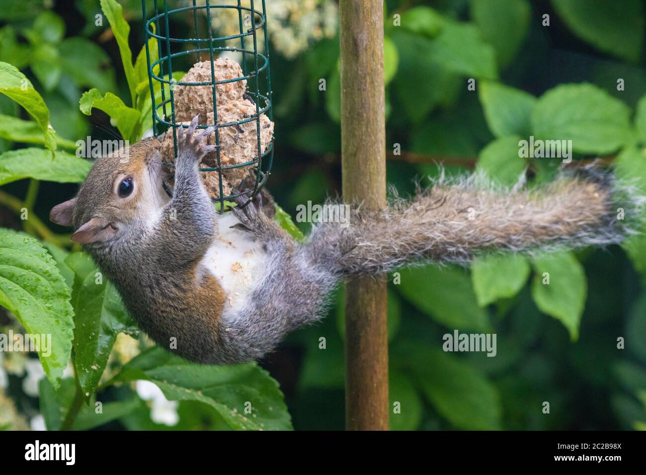 Squirrel eating from bird feeder Stock Photo