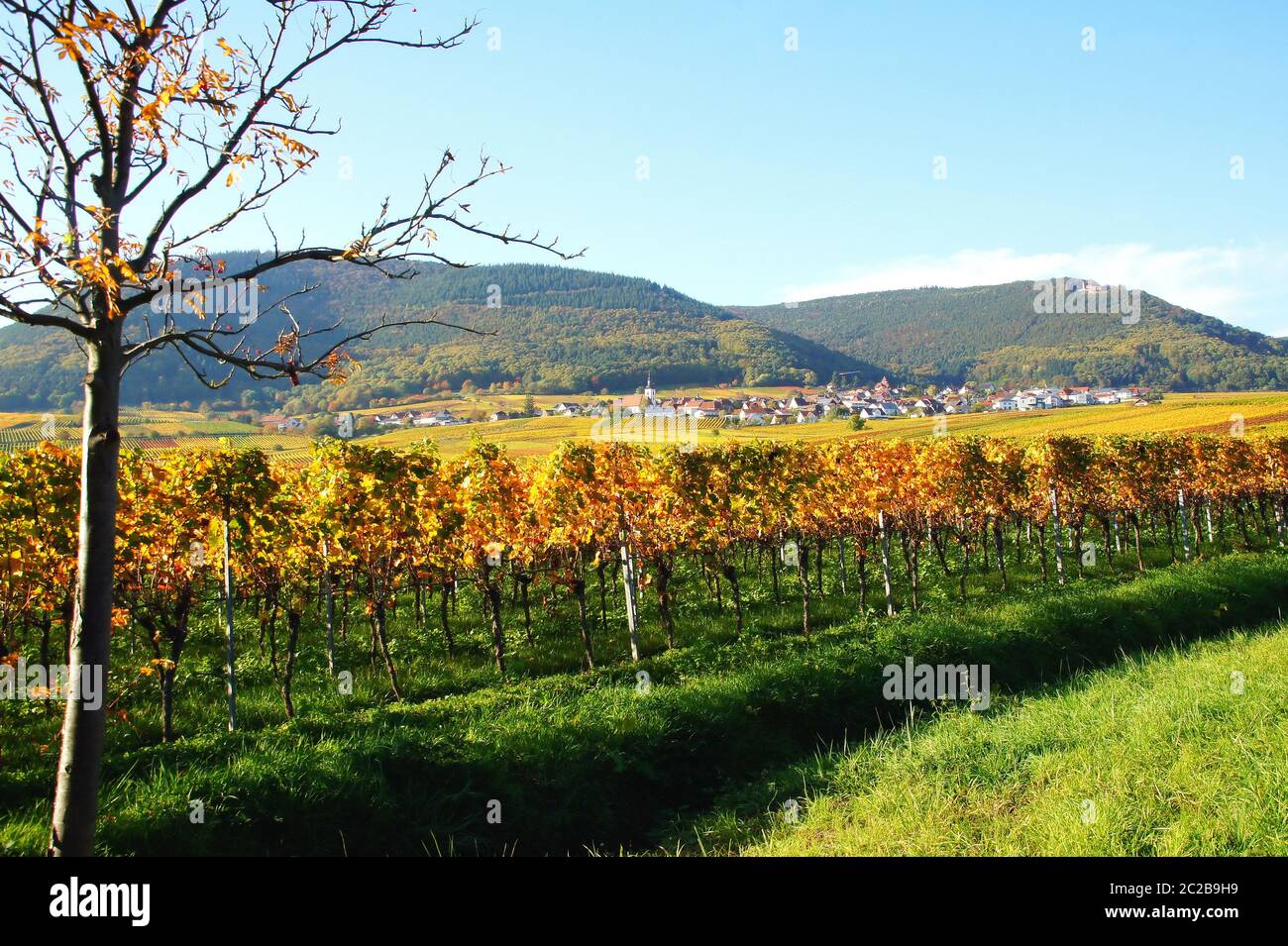 Weyher in der Pfalz im Herbst mit bunten Weinbergen Stock Photo