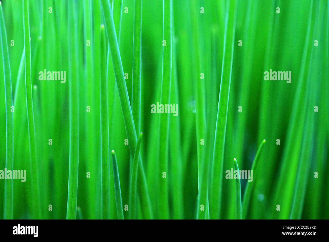 Close-up of green grasses and blades of grass. Background with chives Stock Photo