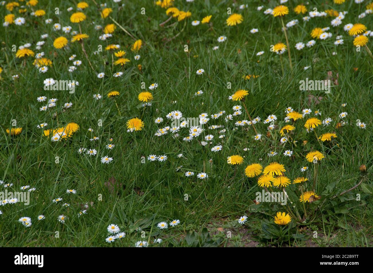 Flower meadow in the summer Stock Photo