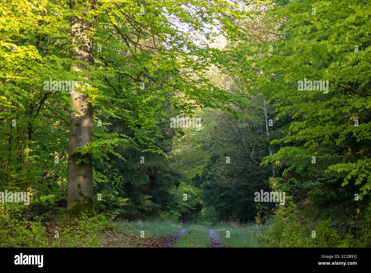 Primeval forest in spring hi-res stock photography and images - Alamy