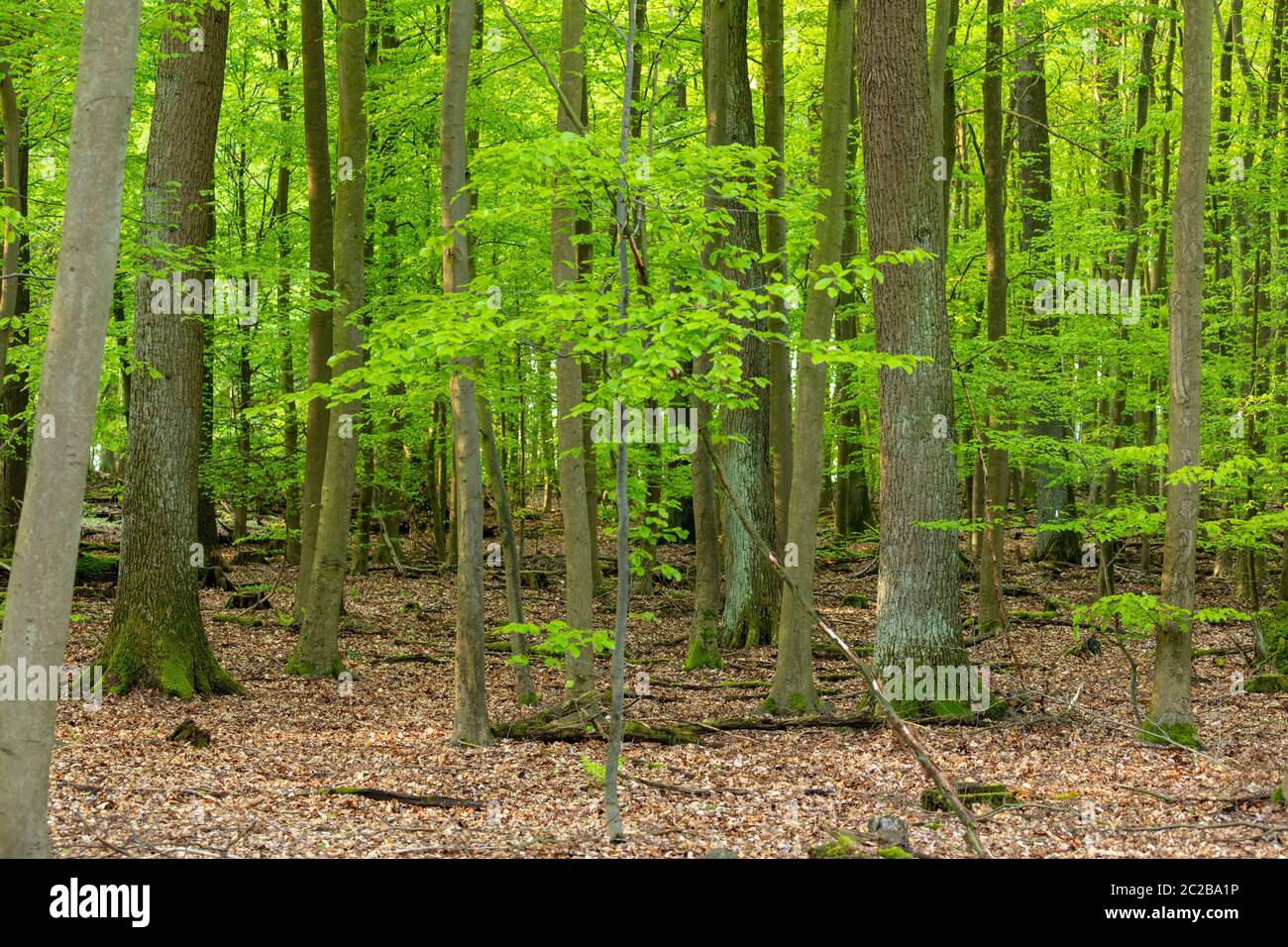 Primeval forest in spring hi-res stock photography and images - Alamy