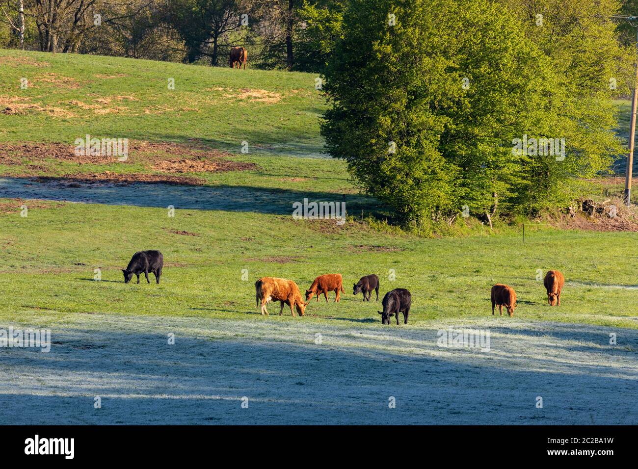 Grassland pasture with cows hi-res stock photography and images - Alamy