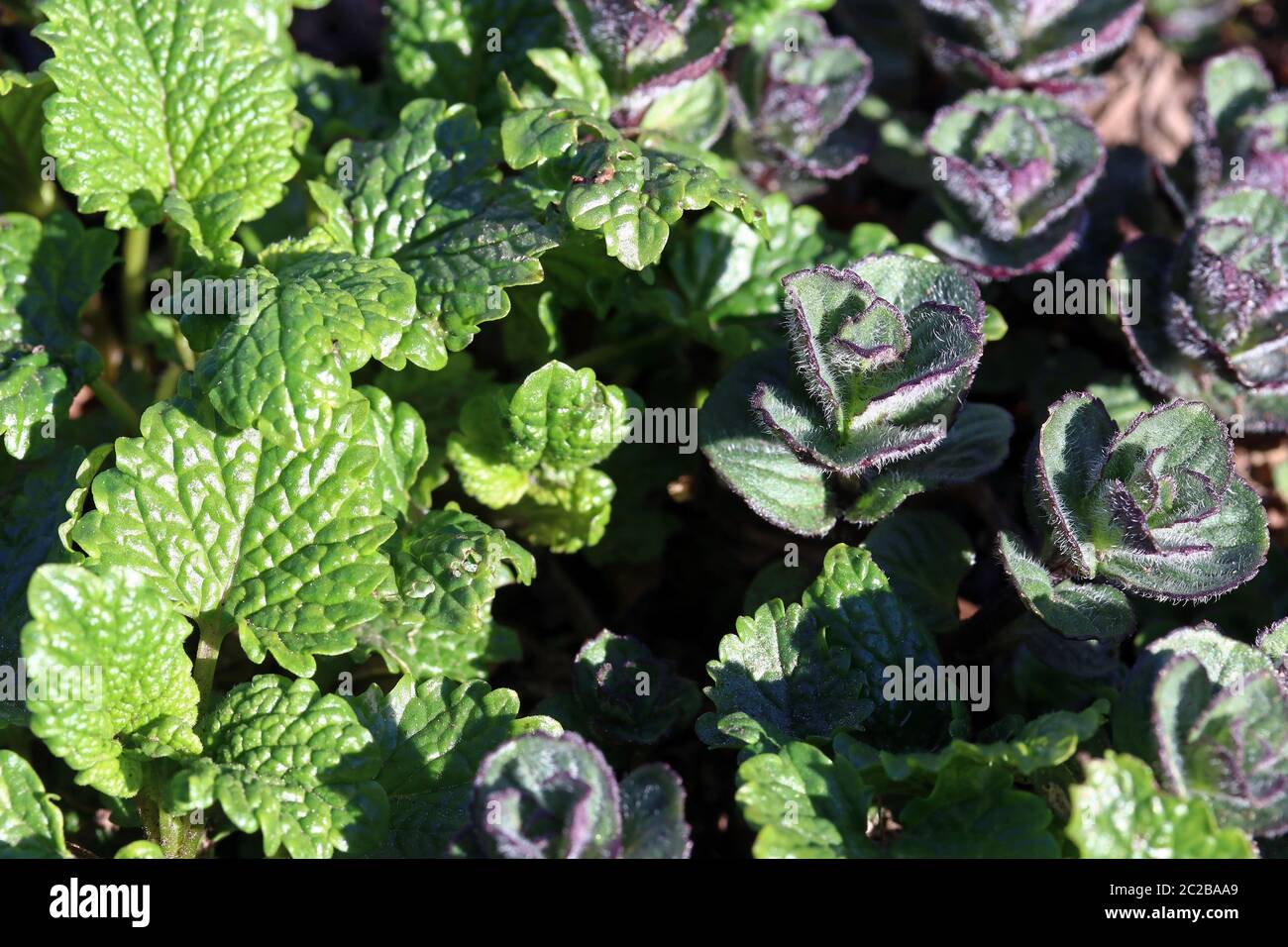 Young peppermint and lemon balm in spring. Young fresh herbs Stock Photo