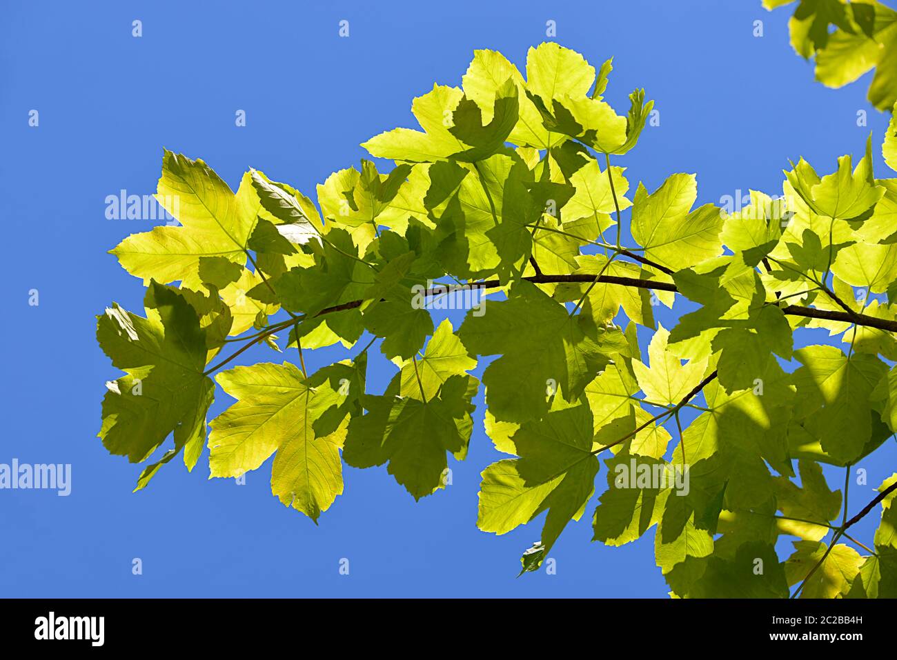 Leaves of sycamore tree Stock Photo Alamy