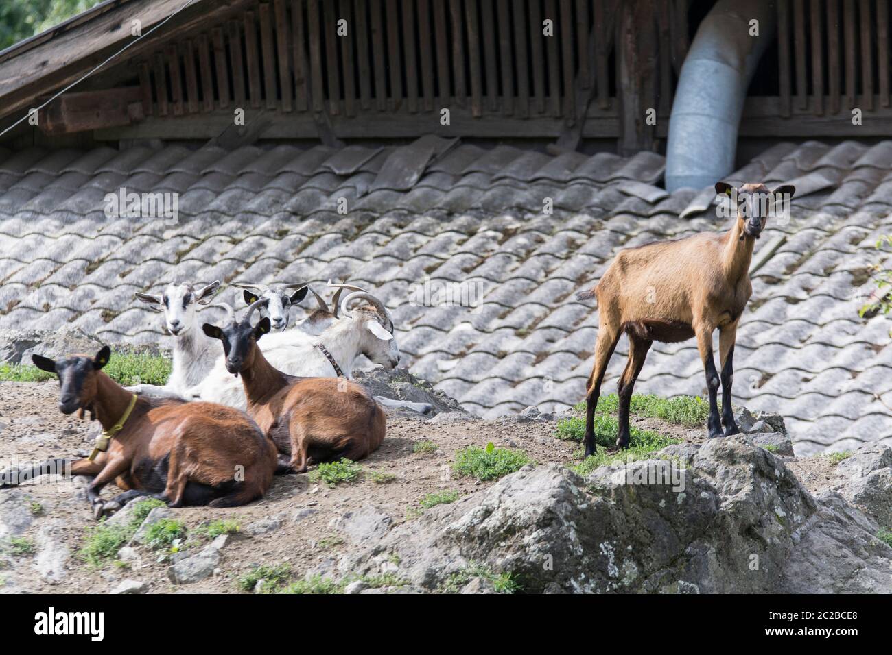 Animal goat hi-res stock photography and images - Alamy