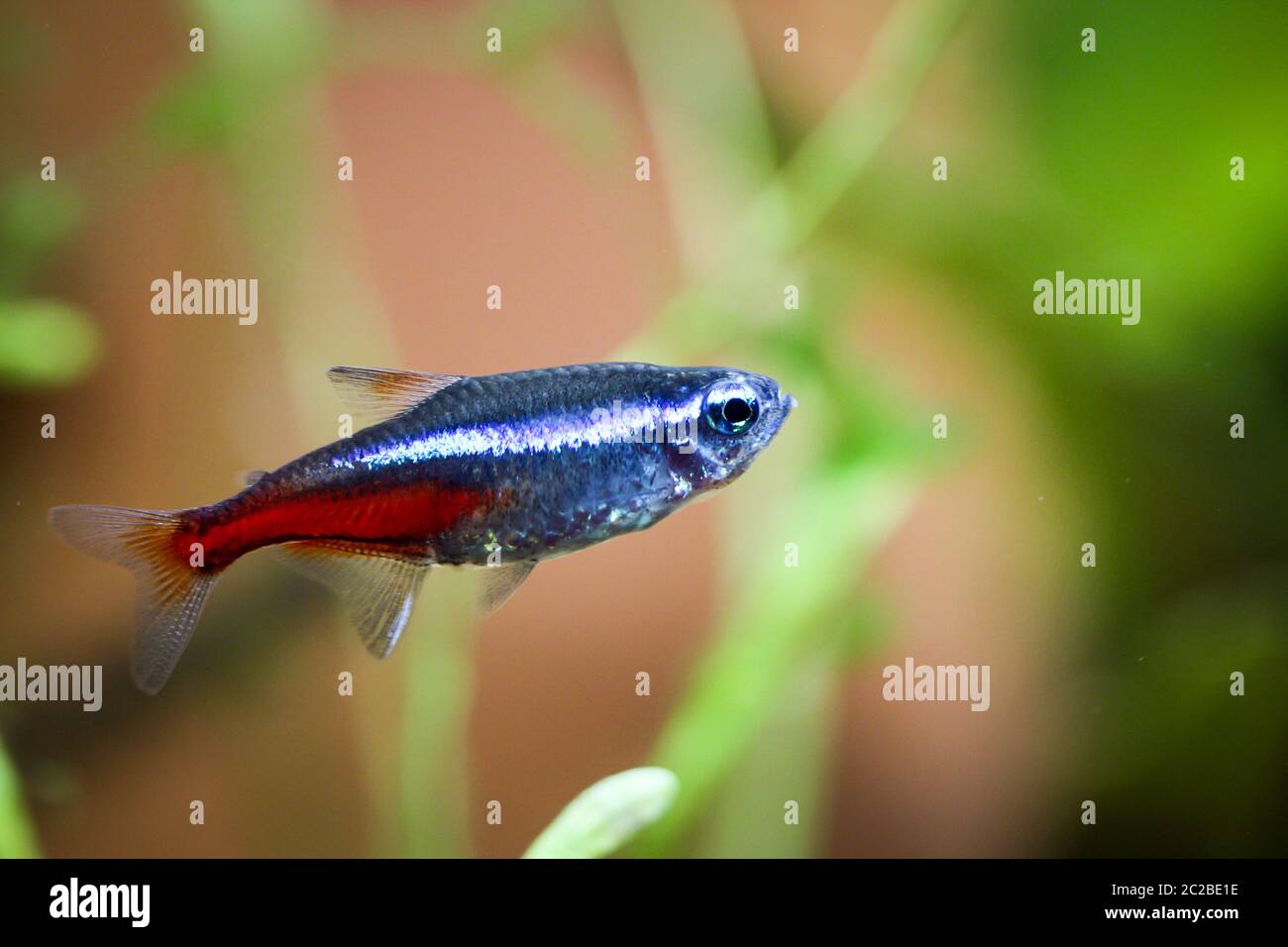 a neon fish in the aquarium Stock Photo