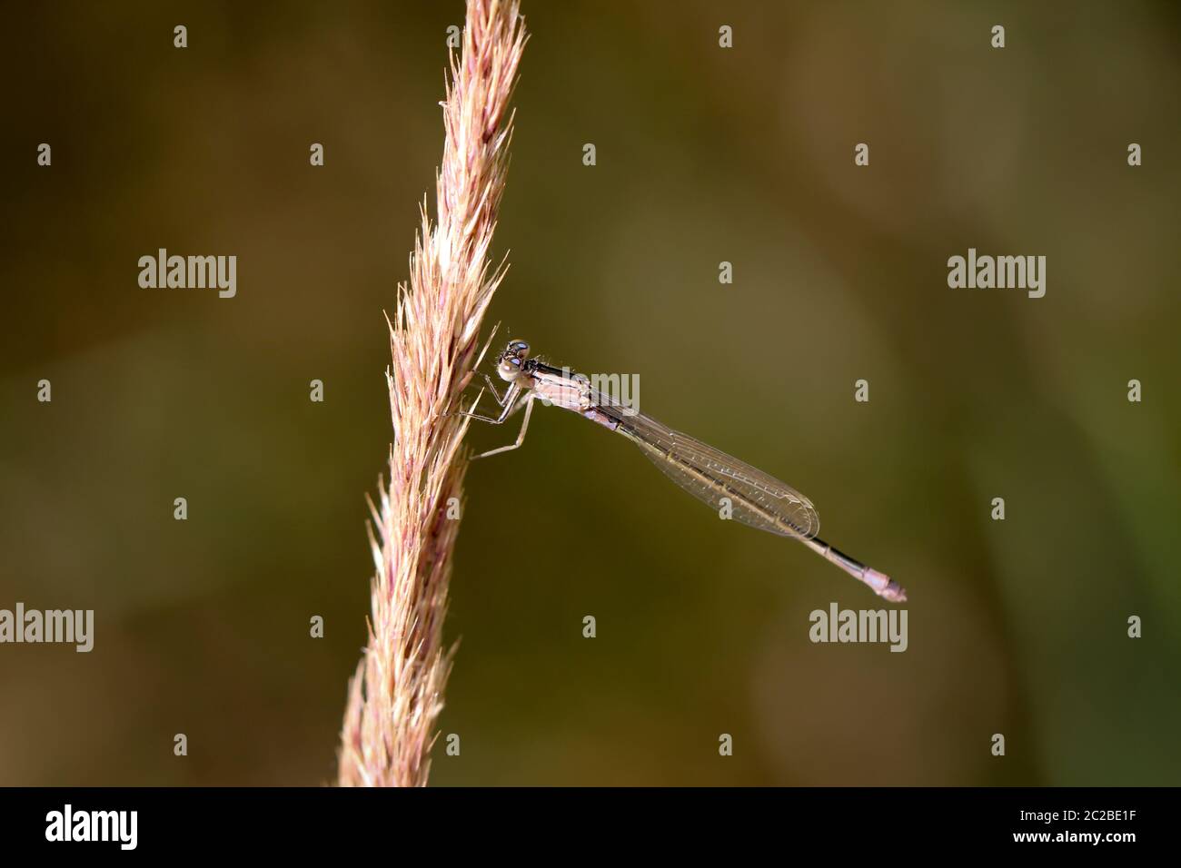a dragonfly on a plant, portrait of a dragonfly Stock Photo - Alamy