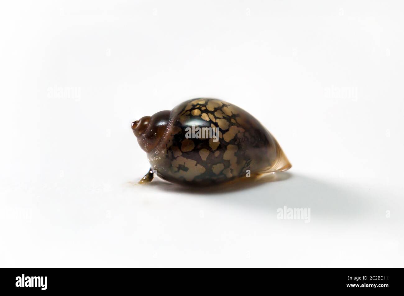 Detail of a shell, remains of a shell Stock Photo