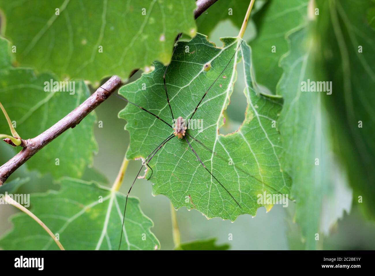Details of a spider, spider on a plant, spider in the web Stock Photo