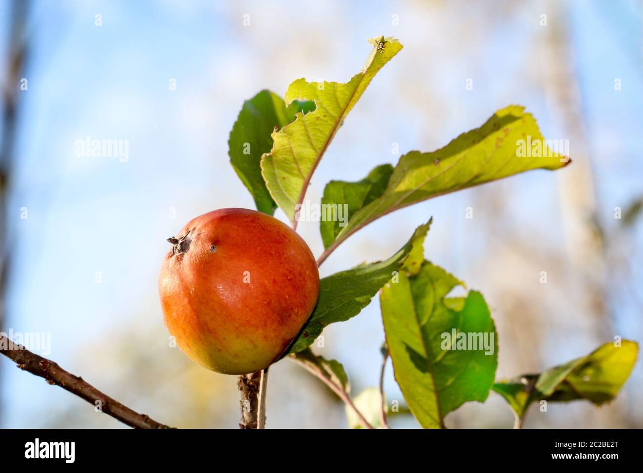 ed ripe apples on apple tree branch blue sky background Stock Photo