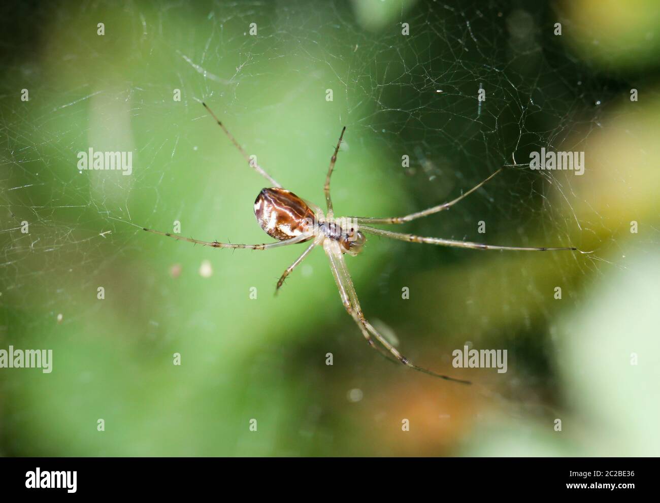 Details of a spider, spider on a plant, spider in the web Stock Photo