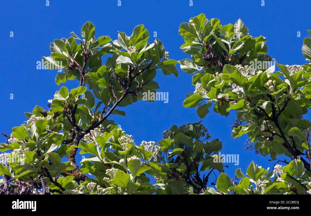 Branches mealy rowan. Stock Photo