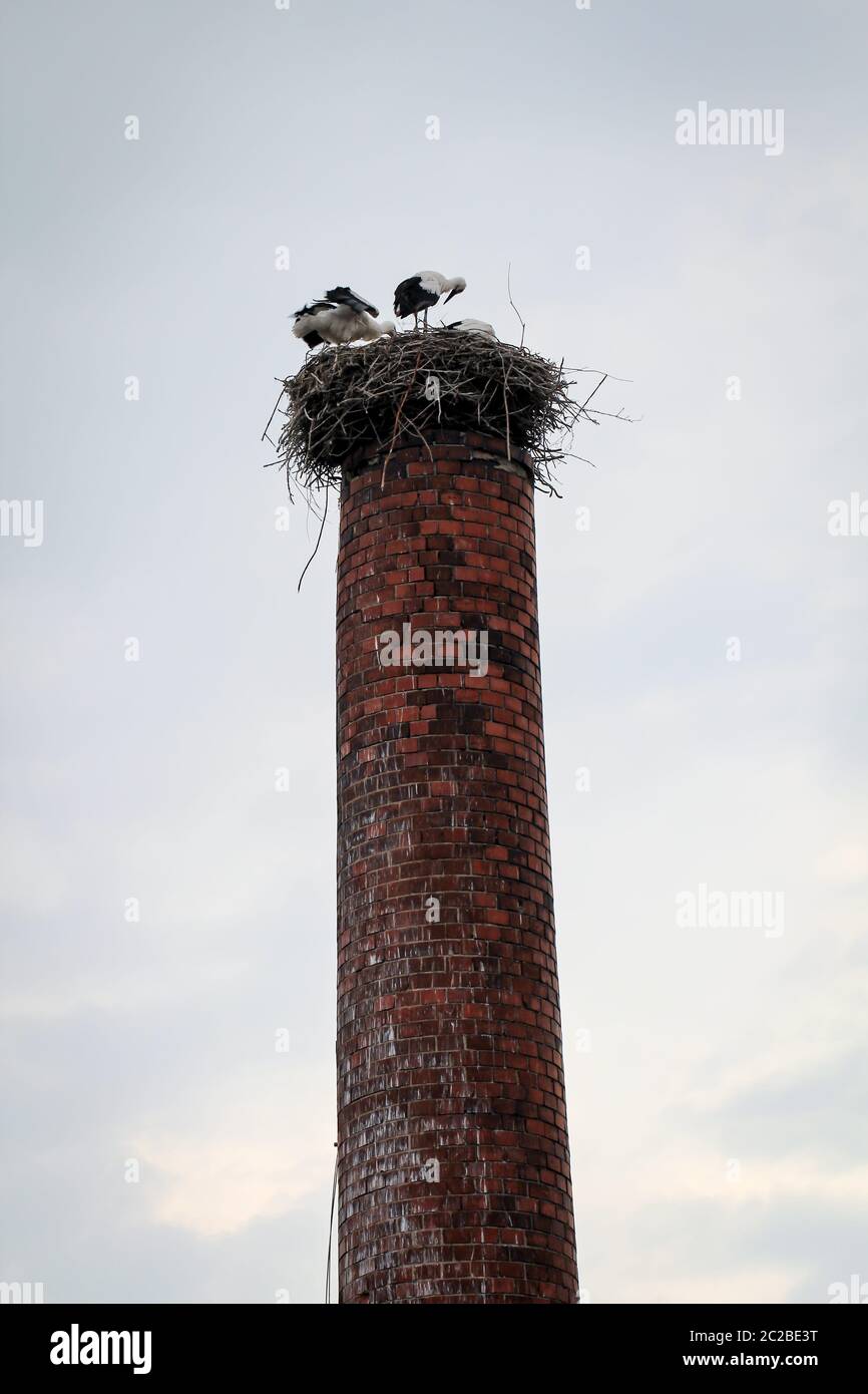a stork couple in their nest on a chimney Stock Photo