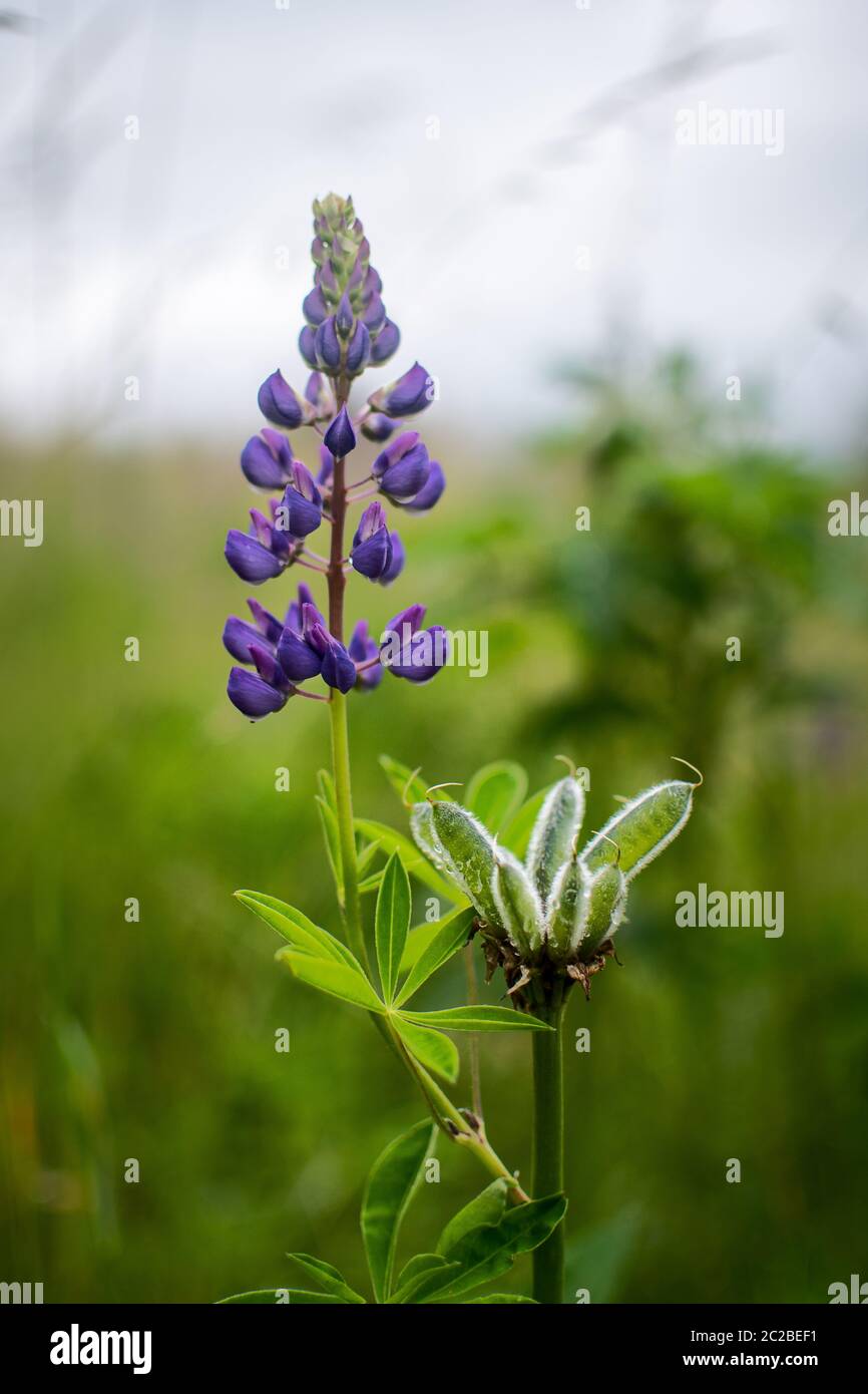 purple flowers in wild green nature Stock Photo - Alamy