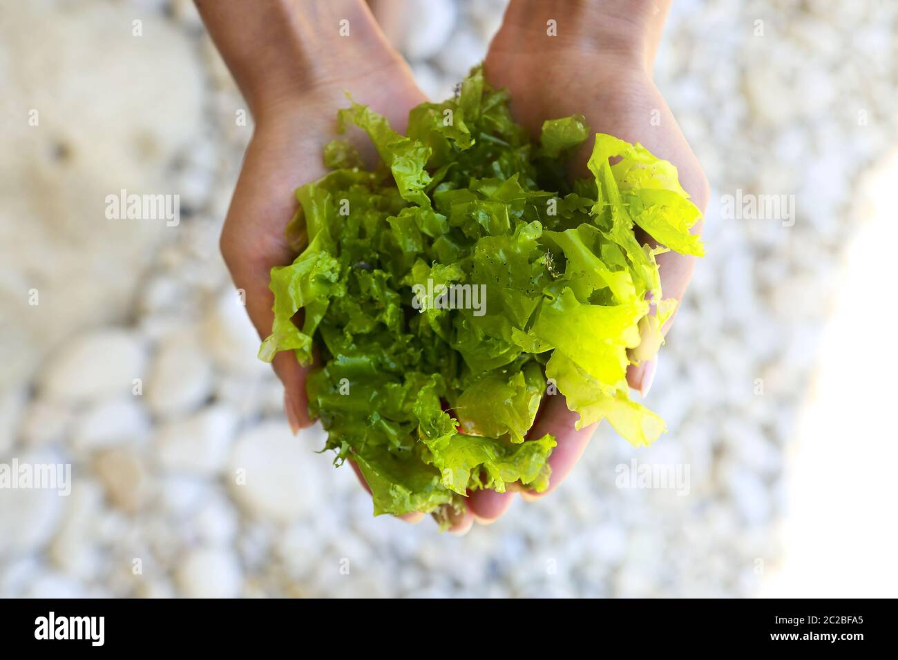 Algae bracelet on a female hand. romantic seaweed decoration Stock Photo -  Alamy