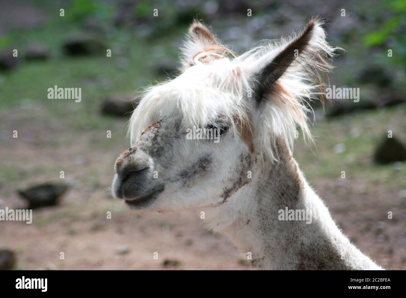 Alpaca  (Lama pacos) Stock Photo