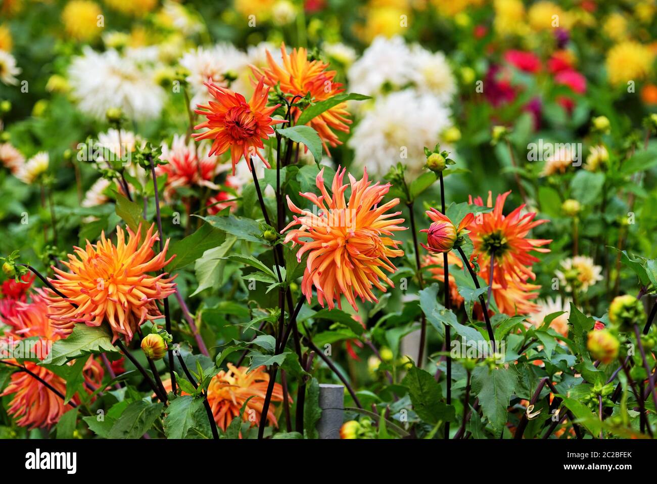 Beautiful dahlia flower in a botanical garden in summer Stock Photo