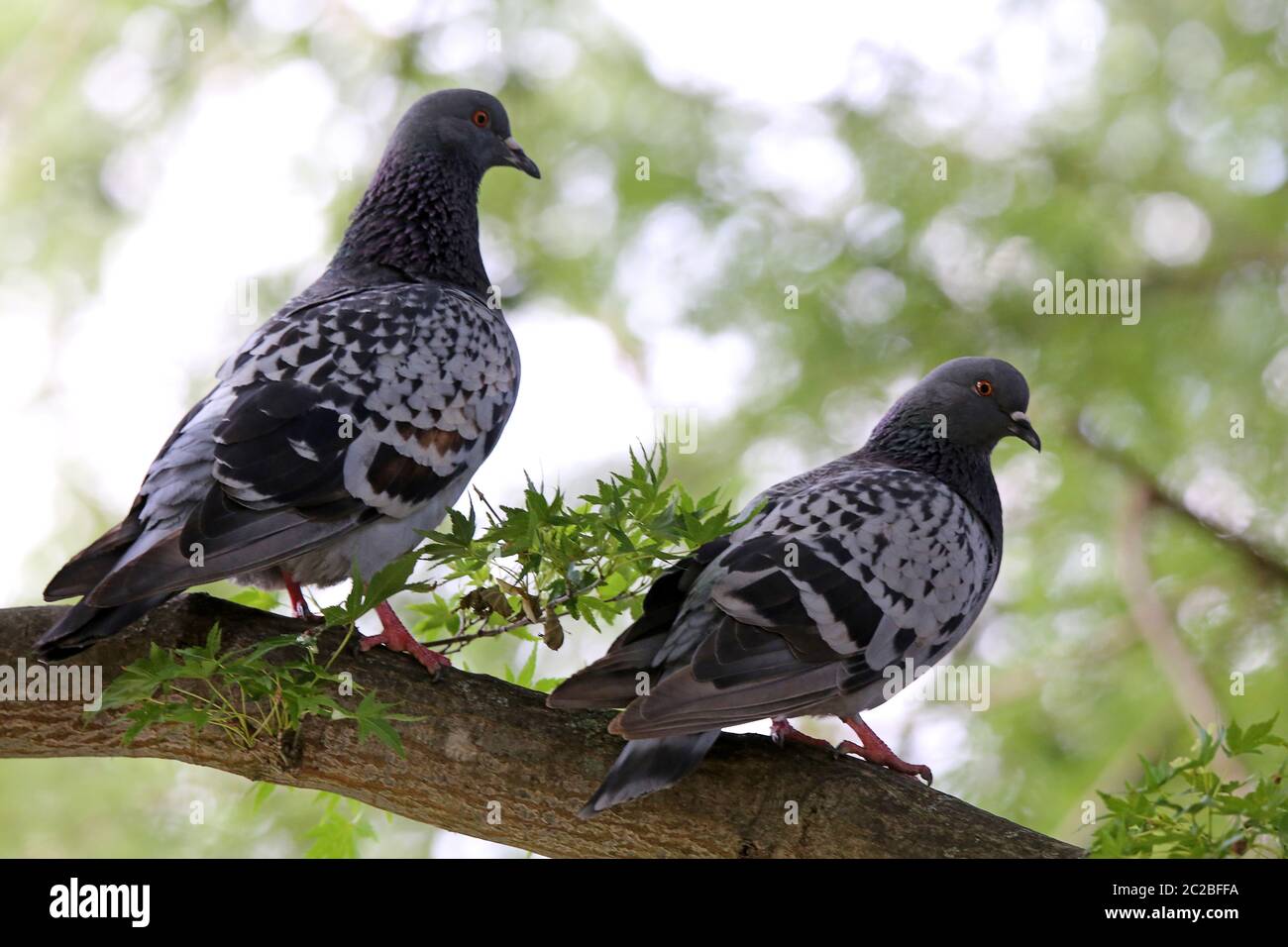 Two city pigeons on a park tree Stock Photo