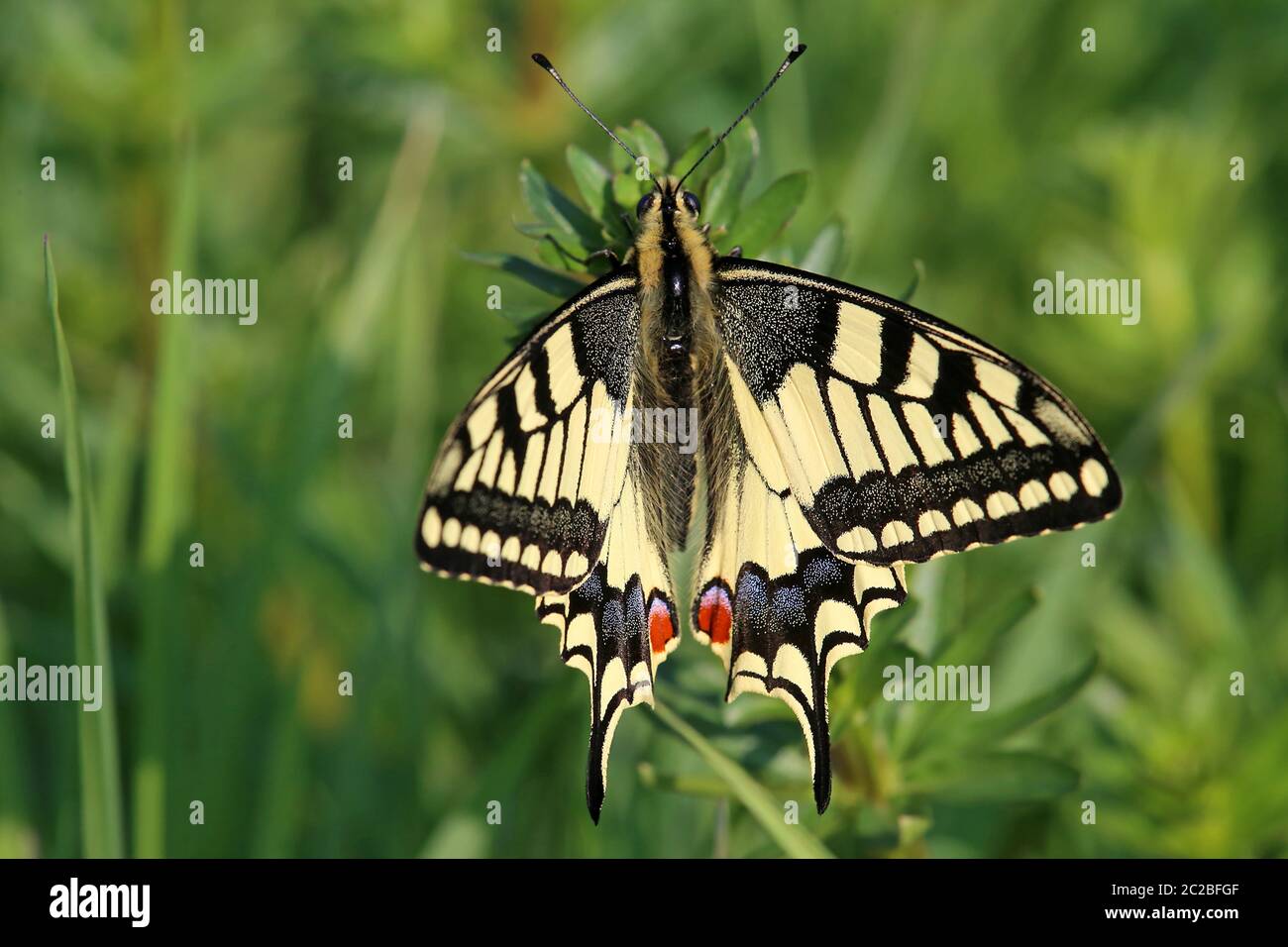 Macro swallowtail Papilio machaon from the Saalbachnite in HambrÃ¼cken Stock Photo
