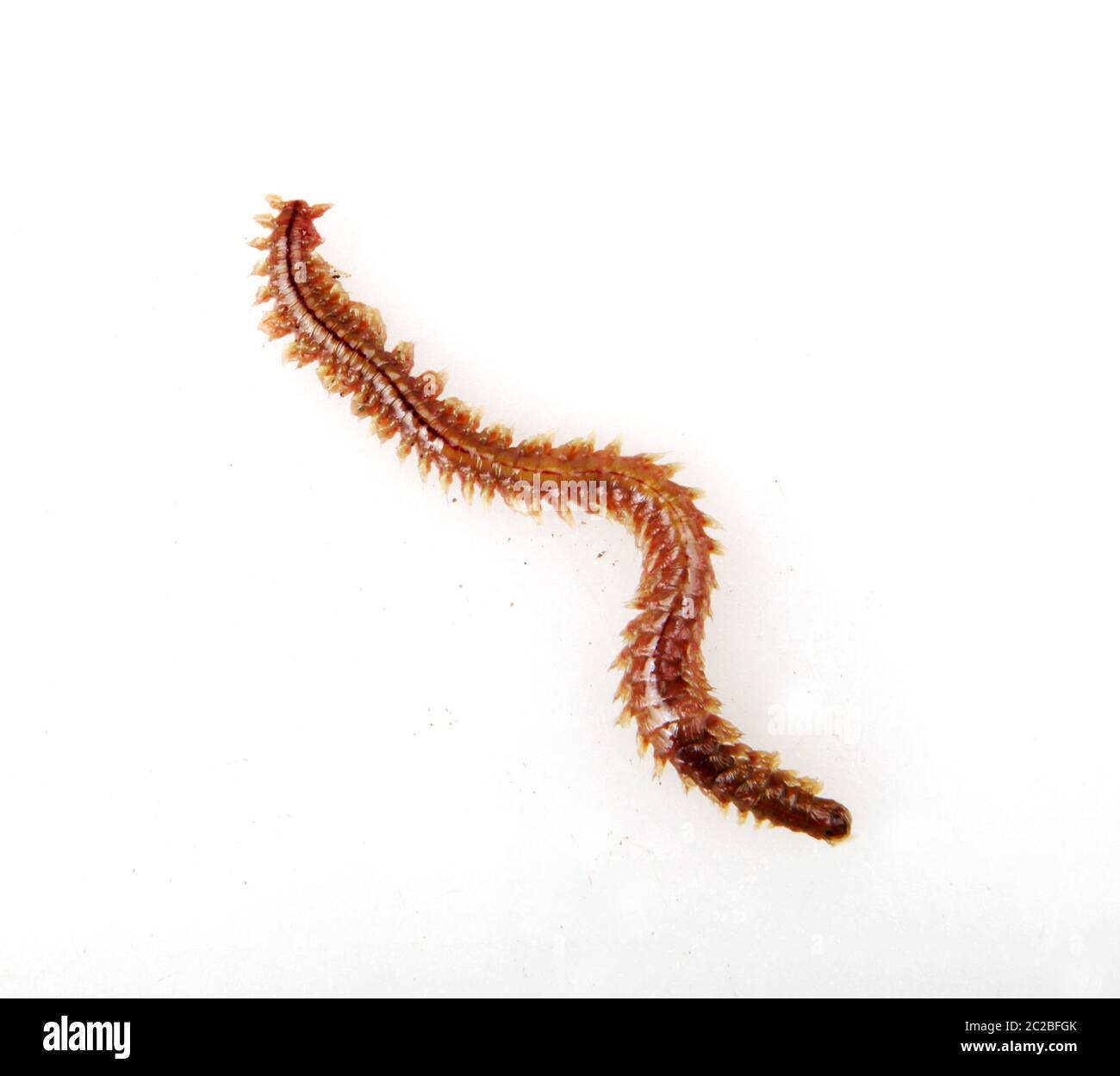 Clam worm hires stock photography and images Alamy