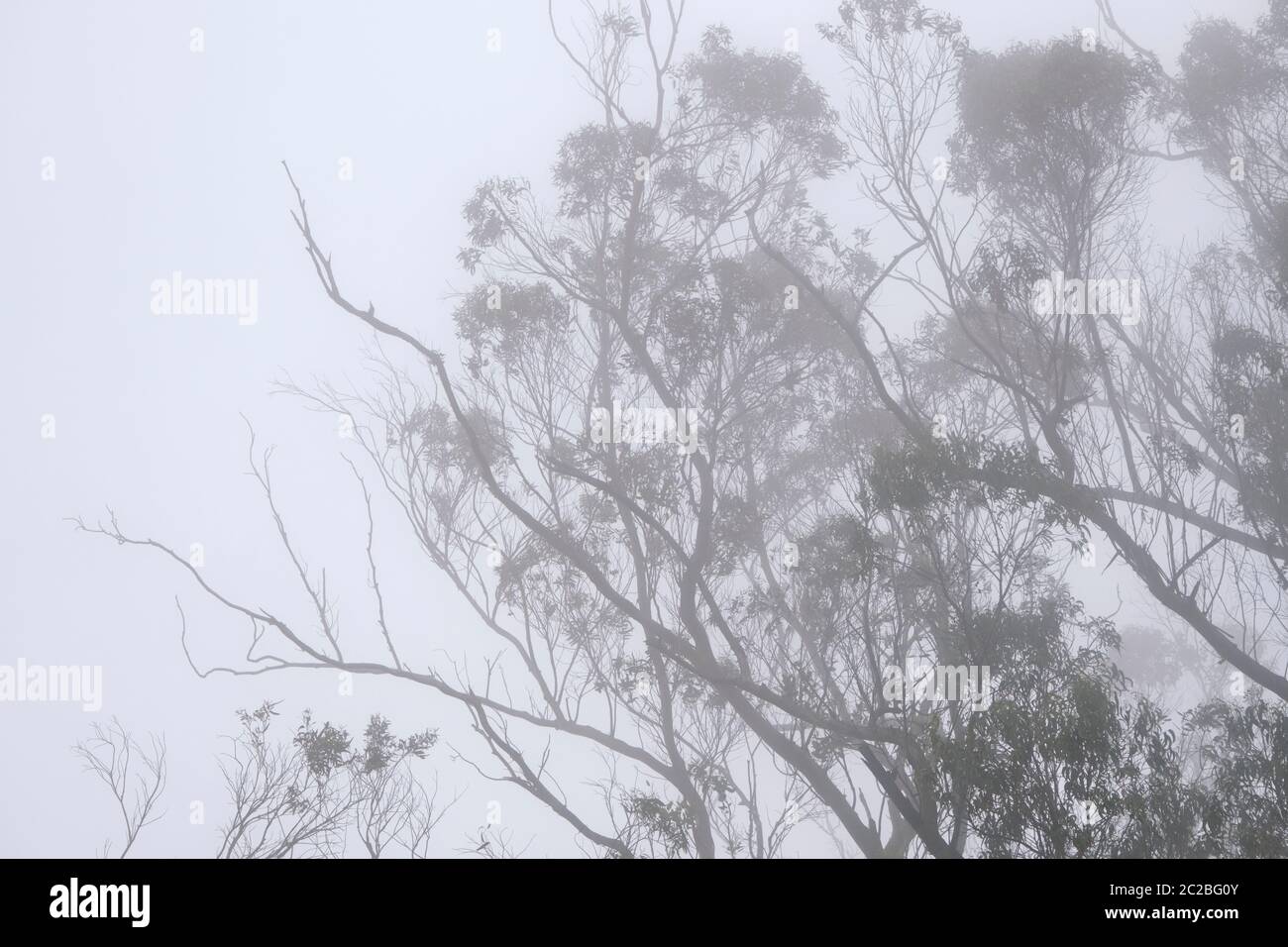 Trees on the mountain on a misty day. Sintra Cascais Nature Park, a UNESCO World Heritage Site. Portugal Stock Photo