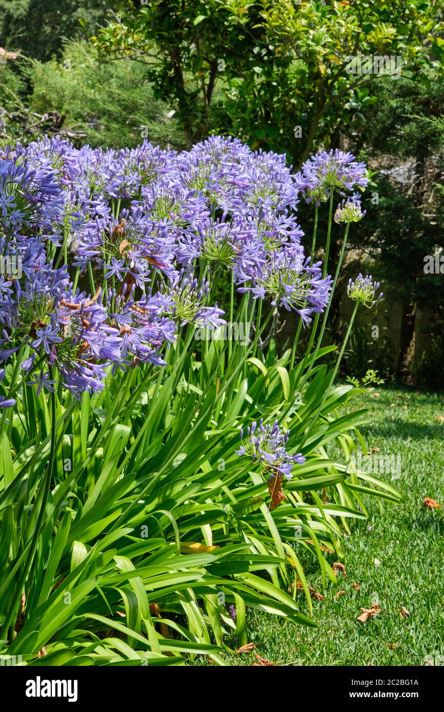 TÌNH YÊU CÂY CỎ ĐV.3 - Page 50 Flowers-in-a-garden-agapanthus-praecox-or-lily-of-the-nile-palmela-portugal-2C2BG1A