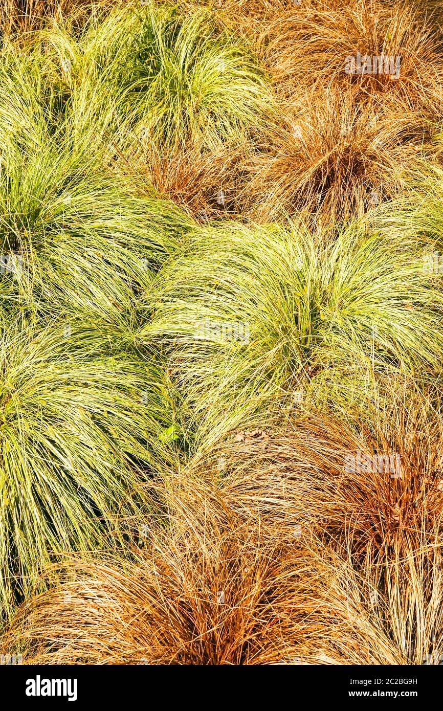 New Zealand Hair Sedge Carex comans Stock Photo