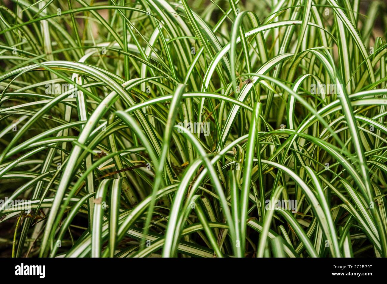 Variegated Birdsfoot Sedge Carex ornithopoda 'Variegata' Stock Photo