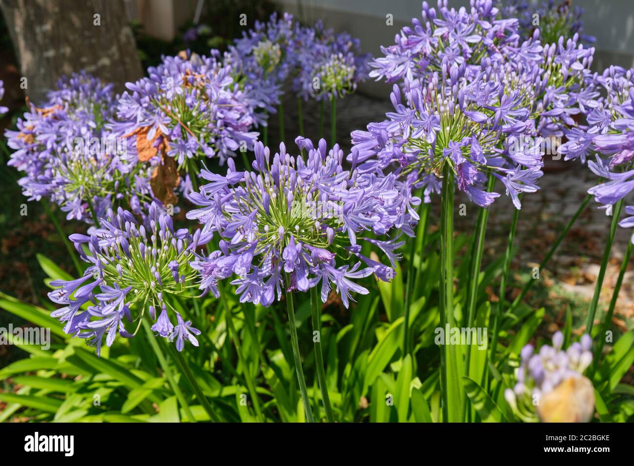 Flowers in a garden (Agapanthus praecox or lily of the Nile). Palmela. Portugal Stock Photo