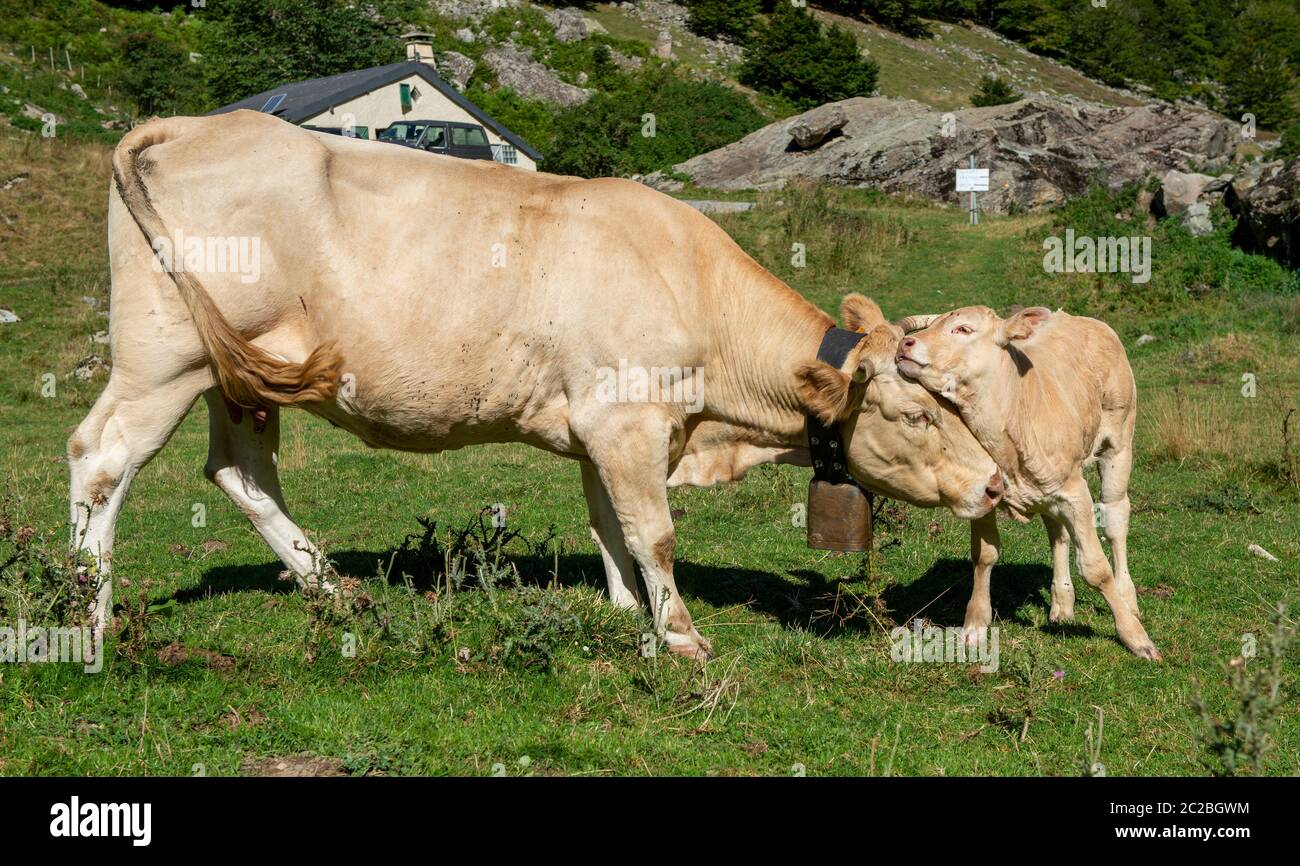 a white cow with cowbell and calf Stock Photo Alamy