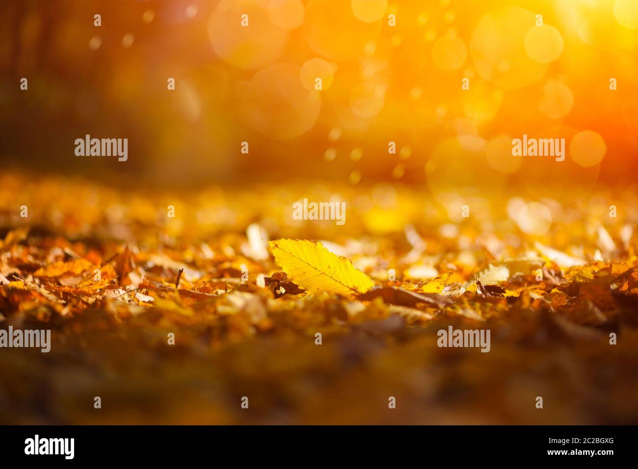 Beautiful autumn background with leaves and sun rays Stock Photo - Alamy