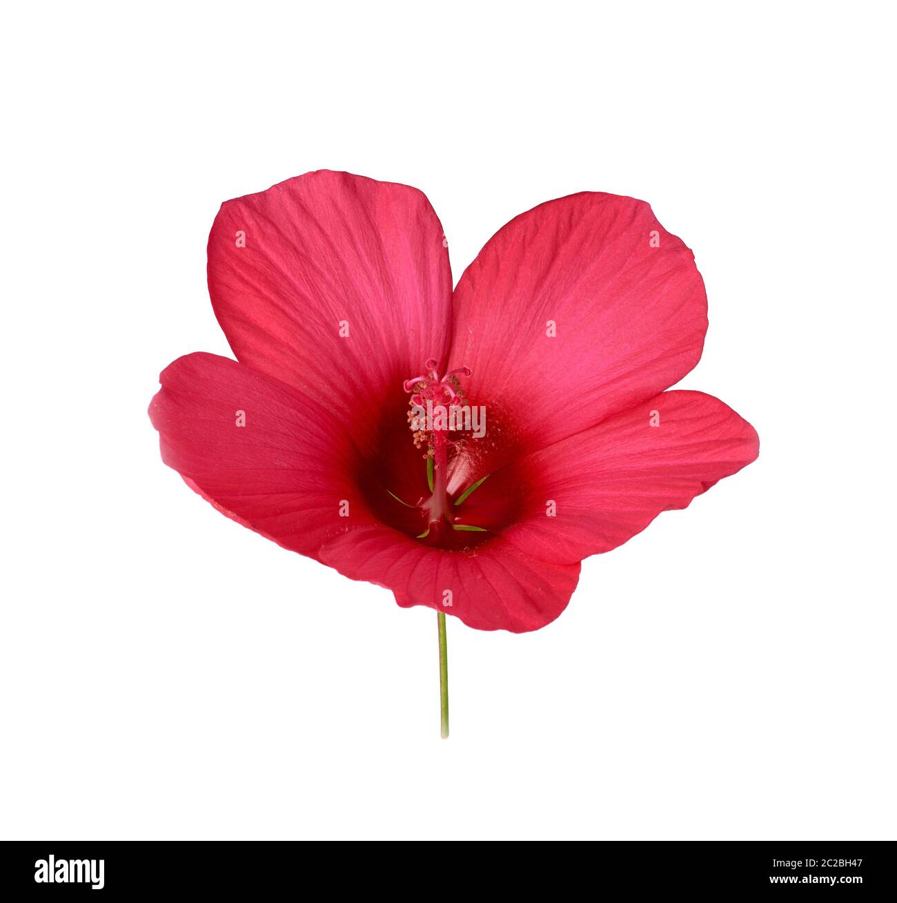 red blooming hibiscus side view, flower isolated on white background, close up Stock Photo