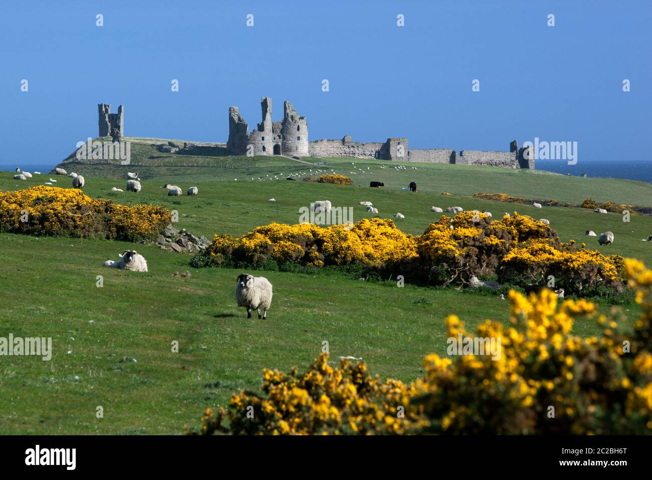 View to ruins of medieval Dunstanburgh Castle with sheep and yellow gorse in meadow, Alnwick, Northumberland, England, United Kingdom, Europe Stock Photo
