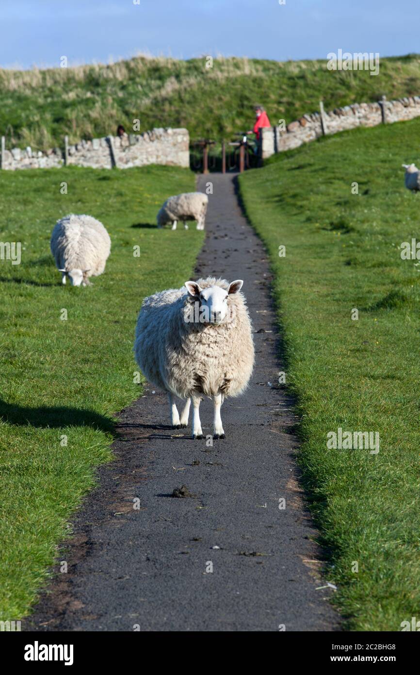Sheep blocking footpath hi-res stock photography and images - Alamy