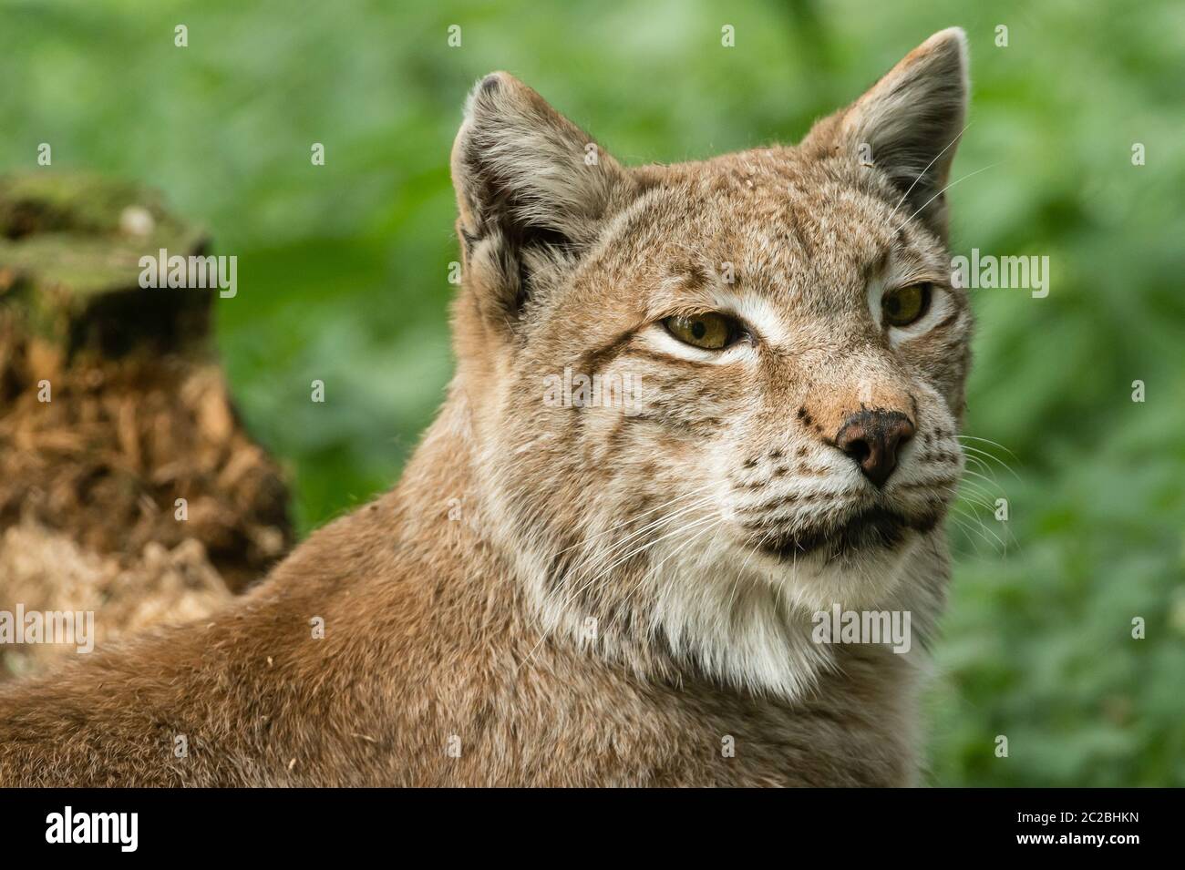 Lynx ears hi-res stock photography and images - Alamy