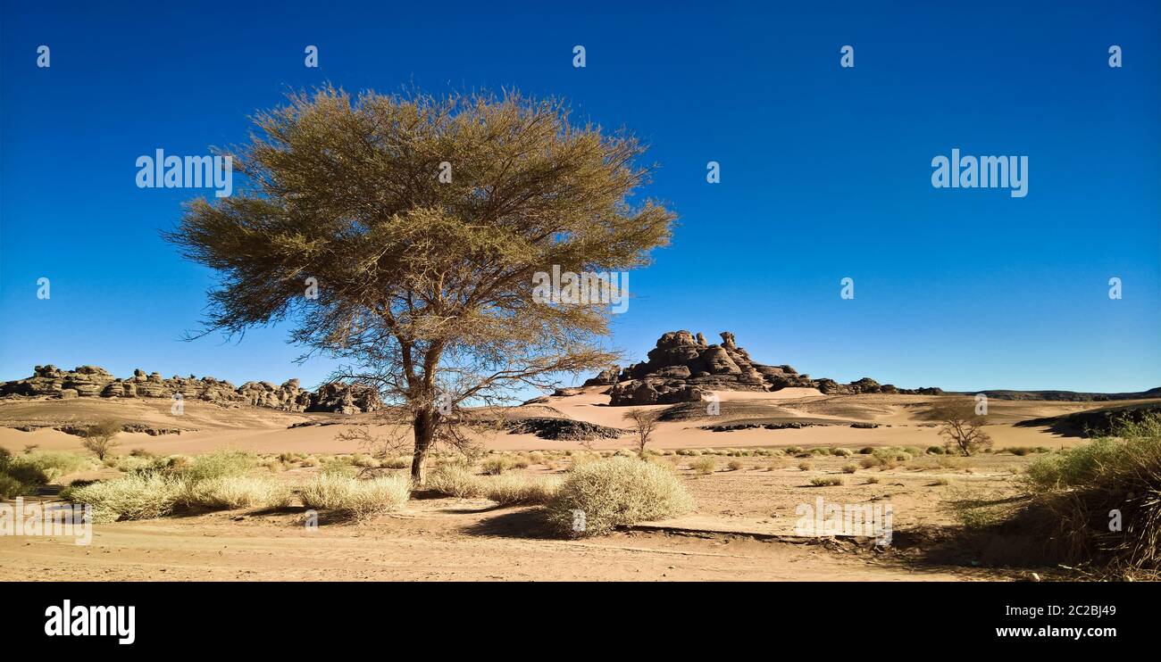 Desert Landscape with Acacia in Moul Naga valley at in Tassili nAjjer national park in Algeria Stock Photo