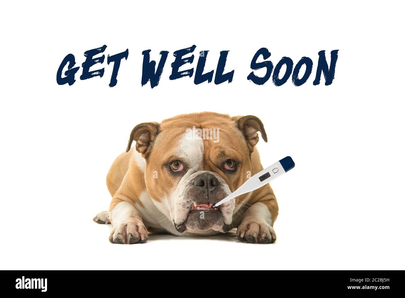 English bulldog looking at the camera with a thermometer in its mouth with text get well soon on a white background Stock Photo