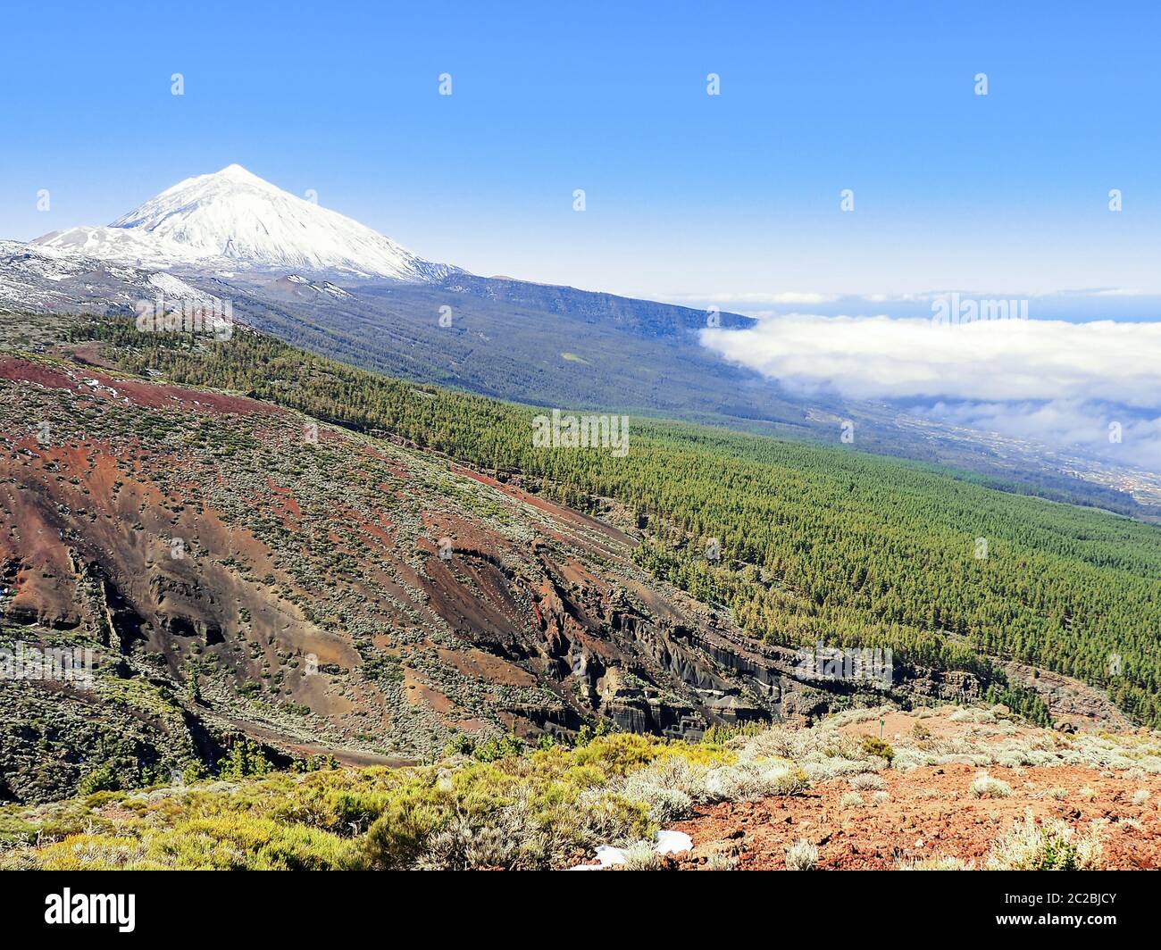 The highest mountain of Spain, the Pico El Teide on Tenerife with fresh snow and dark blue sky above. In front of it fresh green forest of Canarian pi Stock Photo