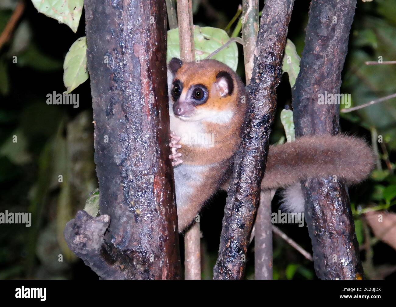 Night Portrait of the brown mouse lemur Microcebus rufus aka eastern rufous or russet in Ranomafana, Fianarantsoa, madagascar Stock Photo